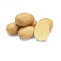Арізона 2,5 кг насіннєва картопля (1 репродукція)