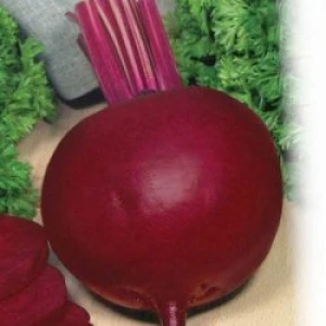 Червона куля, (100 г) насіння буряка столового Satimex