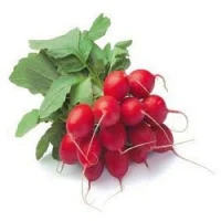 Семена редиса Рондил (50 г) Rijk Zwaan