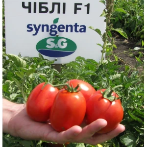 Насіння томату Чиблі F1 (2500 нас.) Syngenta