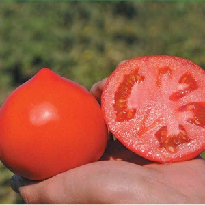 Каста F1 (1000 нас.) насіння томата Clause