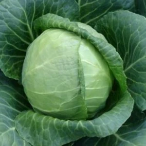 Сунта F1 (2500 сем.) семена капусты б/к Takii Seeds