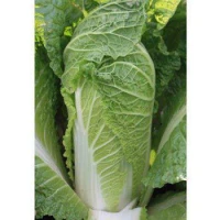Эндуро F1 (2500 сем.) семена пекинской капусты Takii Seeds Эндуро F1 (2500 сем.) семена пекинской капусты Takii Seeds