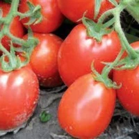Семена томата Рио Фуего (500 г) Lark Seeds