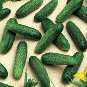 Мирабелл F1 (1000 сем.) семена огурца Seminis