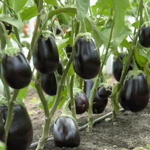 Сара F1 (500 сем.) семена баклажана Cora Seeds