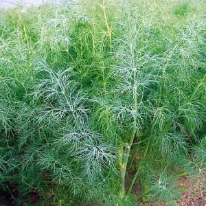 Голдкрон (50 000 сем.) семена укропа Enza Zaden