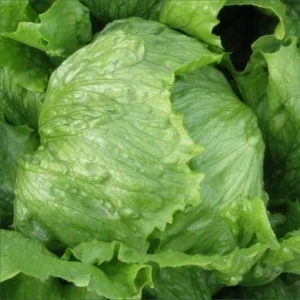 Робінсон (5 г) насіння салату типу Айсберг Hazera