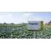 Грегориан F1 (2500 сем.) семена капусты б/к Syngenta