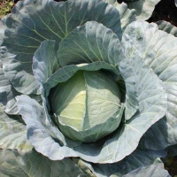 Компас F1 (10 г) семена капусты б/к Takii Seeds Компас F1 (10 г) семена капусты б/к Takii Seeds
