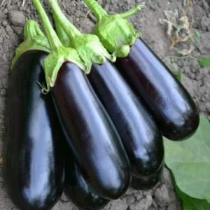 Миринда F1 (1000 сем.) семена баклажана Spark Seeds
