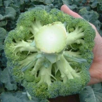 Партенон F1 (1000 сем.) насіння броколі Sakata