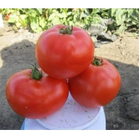 1504 F1 (5000 сем.) семена томата Spark Seeds