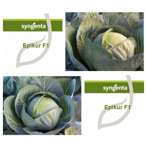 Эпикур F1 семена капусты б/к (2500 сем.) Syngenta