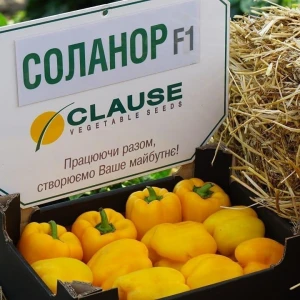 Соланор F1 (1000 нас.) насіння перцю солодкого Clause