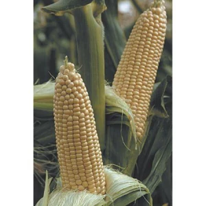 Вега F1 (5 кг) насіння кукурудзи солодкої May Seed