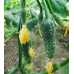 Брутус F1 (100 сем.) семена огурца Innova Seeds