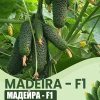 Мадейра F1 (1000 сем.) семена огурца Seminis