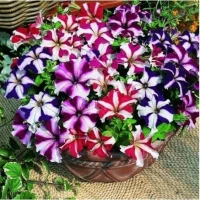 Петуния Тритуния (1000 др.) семена цветов Syngenta Flowers