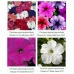 Петунія Тритунія (1000 др.) насіння квітів Syngenta Flowers