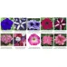 Петунія Тритунія (1000 др.) насіння квітів Syngenta Flowers
