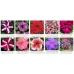 Петунія Тритунія (1000 др.) насіння квітів Syngenta Flowers