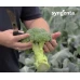 Бести F1 (2500 сем.) семена брокколи Syngenta