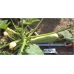 Регги (INX 1424) F1 (500 сем.) семена кабачка Innova Seeds