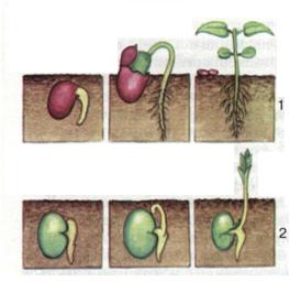 Надземный (1) и подземный (2) типы прорастания семян. фото