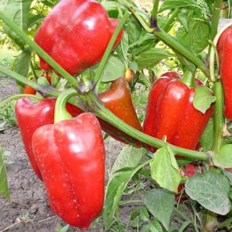 Атлант Семена сладкого перца (1000сем) Наско Купить с доставкой почтой ...