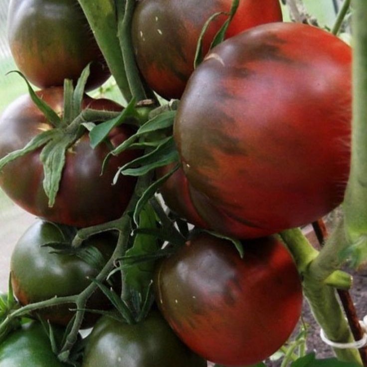 Купити Сашер F1 (100 нас.) насіння томату Yuksel seeds, Томат ...