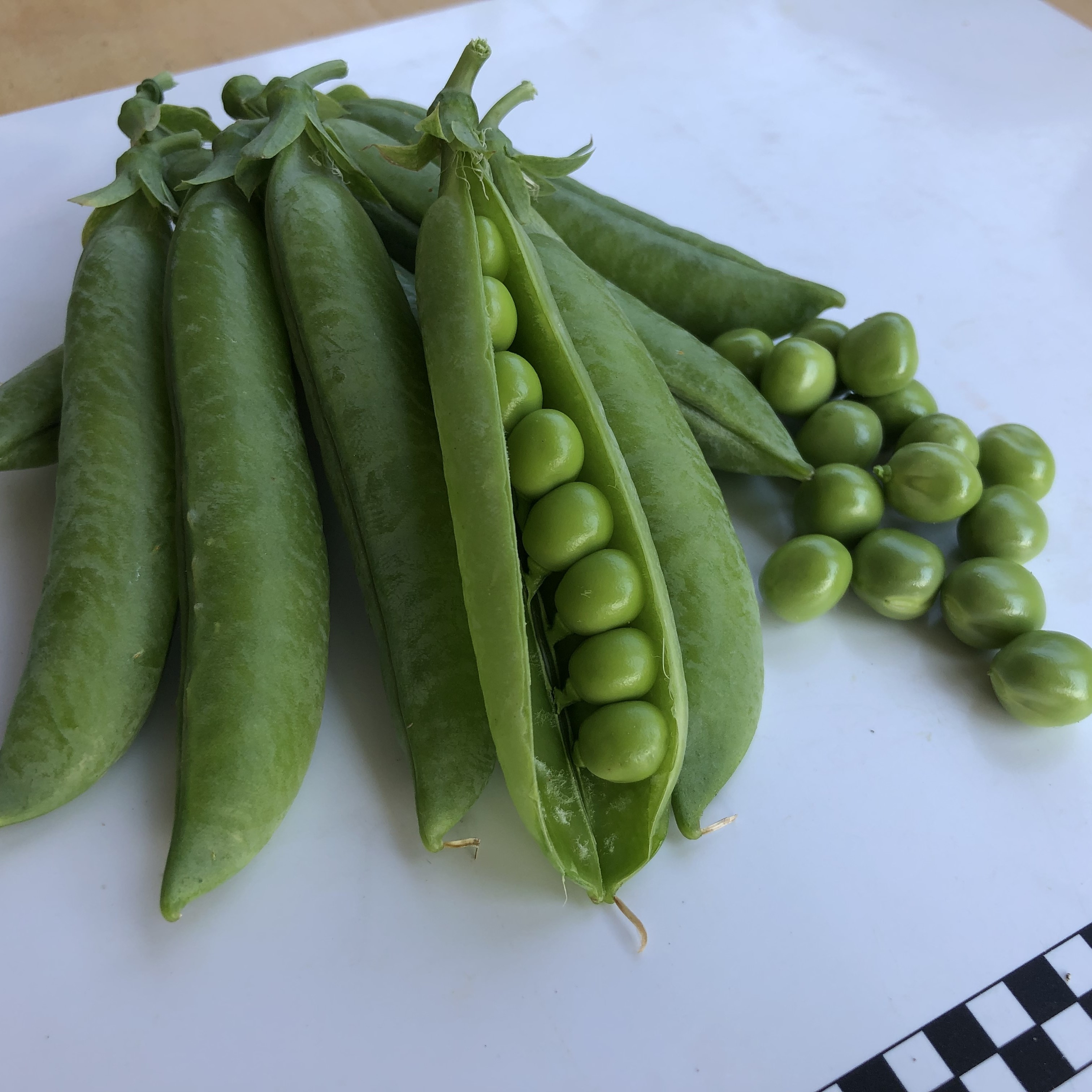 Мегасайз (2500 сем.) семена гороха овощного Spark Seeds Купить с