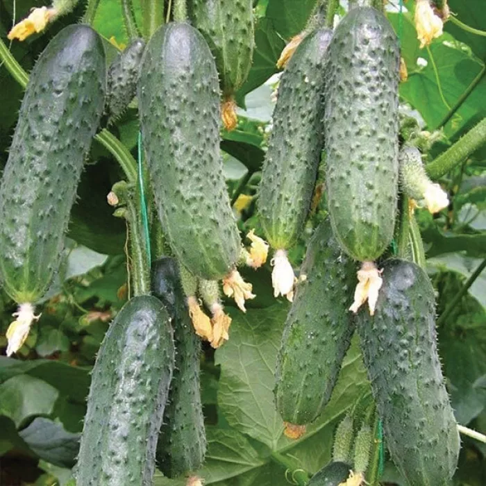 Купити Капрікорн F1 (250 нас.) насіння огірка Yuksel seeds, Огірок ...