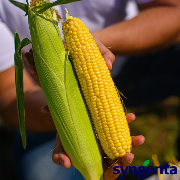 Стронгстар F1 Семена сладкой кукурузы (100000сем) Syngenta Купить с ...
