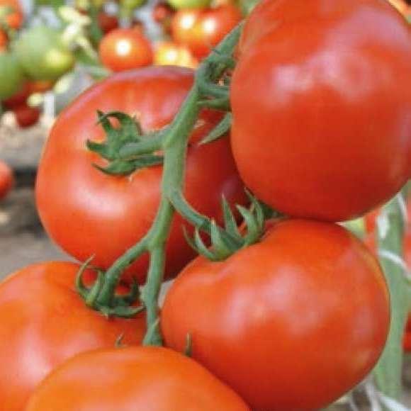 Махитос F1 Семена индетерминантного томата (100сем) Rijk Zwaan Купить с ...