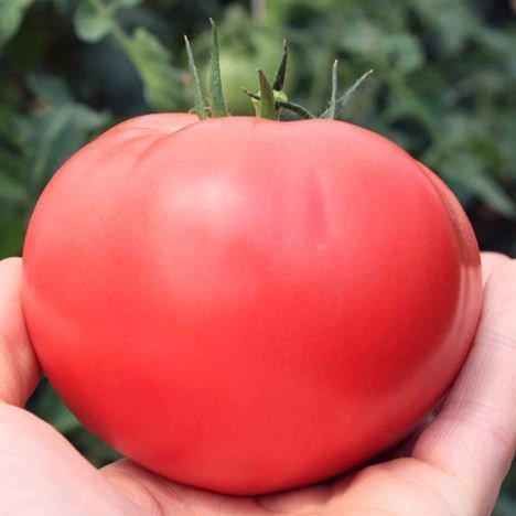 Купити Пінк Делі (TEX 2720) F1 250 нас. насіння томату Takii seed